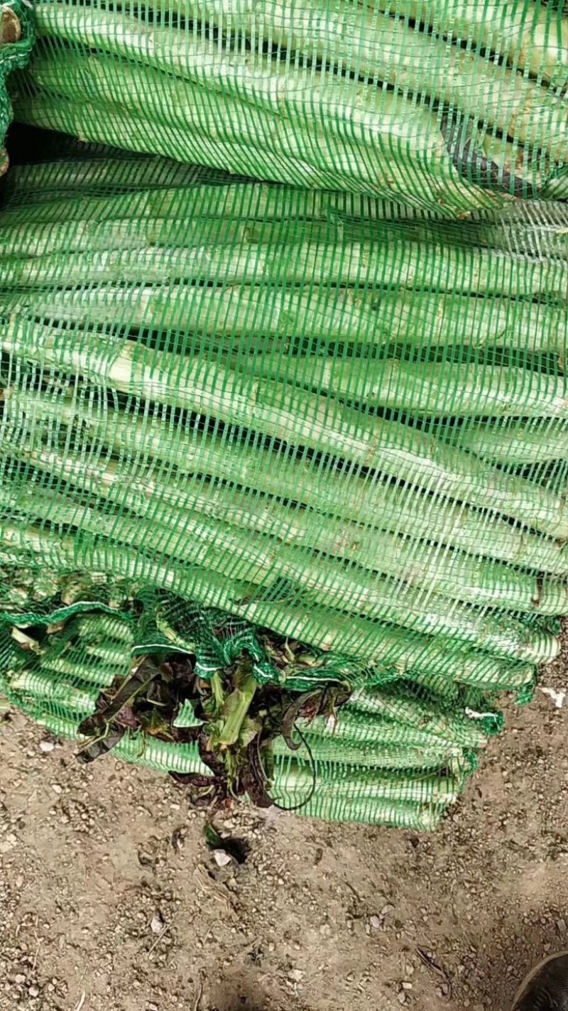 山东莴笋杆大量有货价格低，质量好，无空心