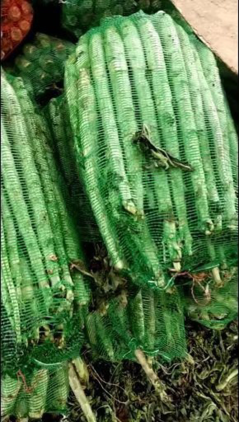 山东莴笋杆大量有货价格低，质量好，无空心