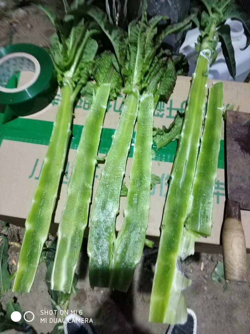 山东莴笋杆大量有货价格低，质量好，无空心