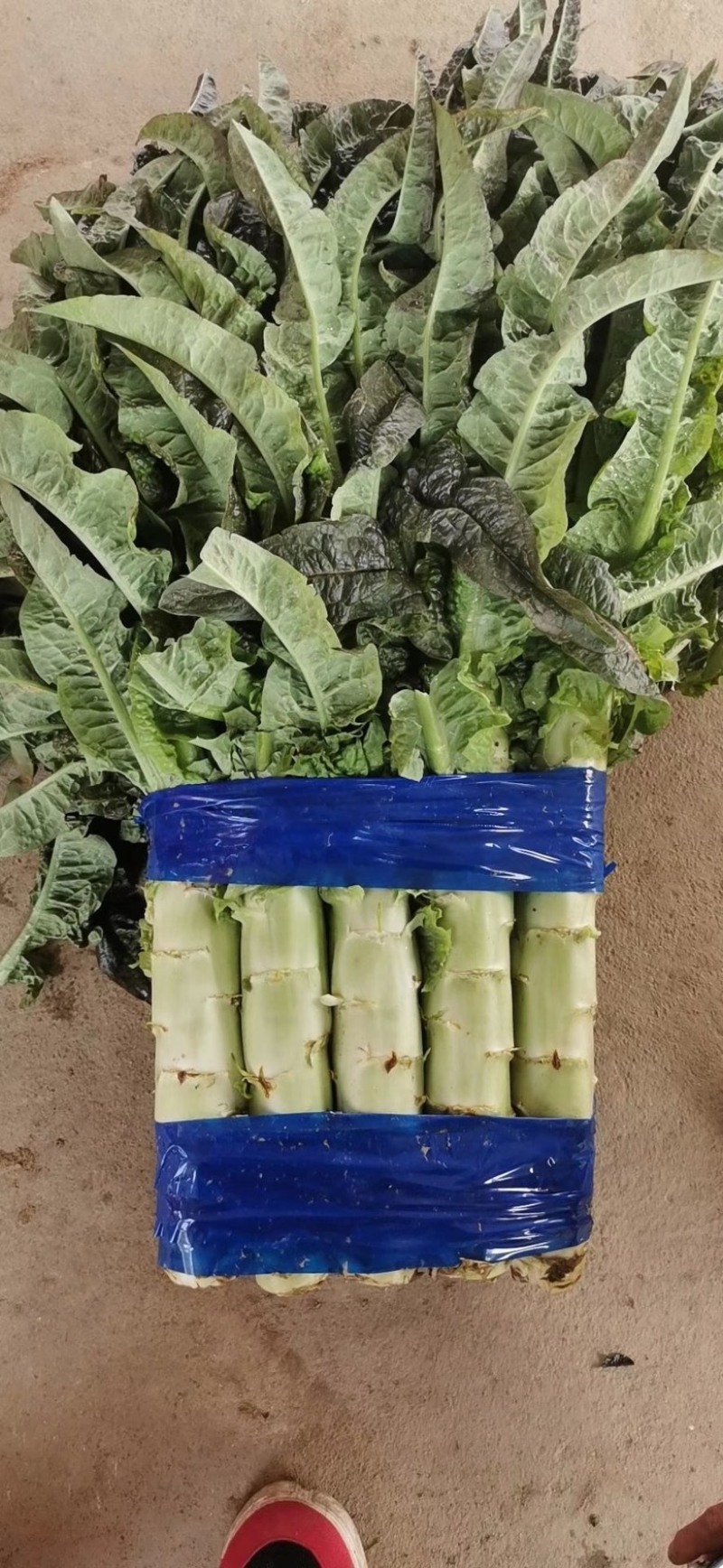 山东莴笋杆大量有货价格低，质量好，无空心