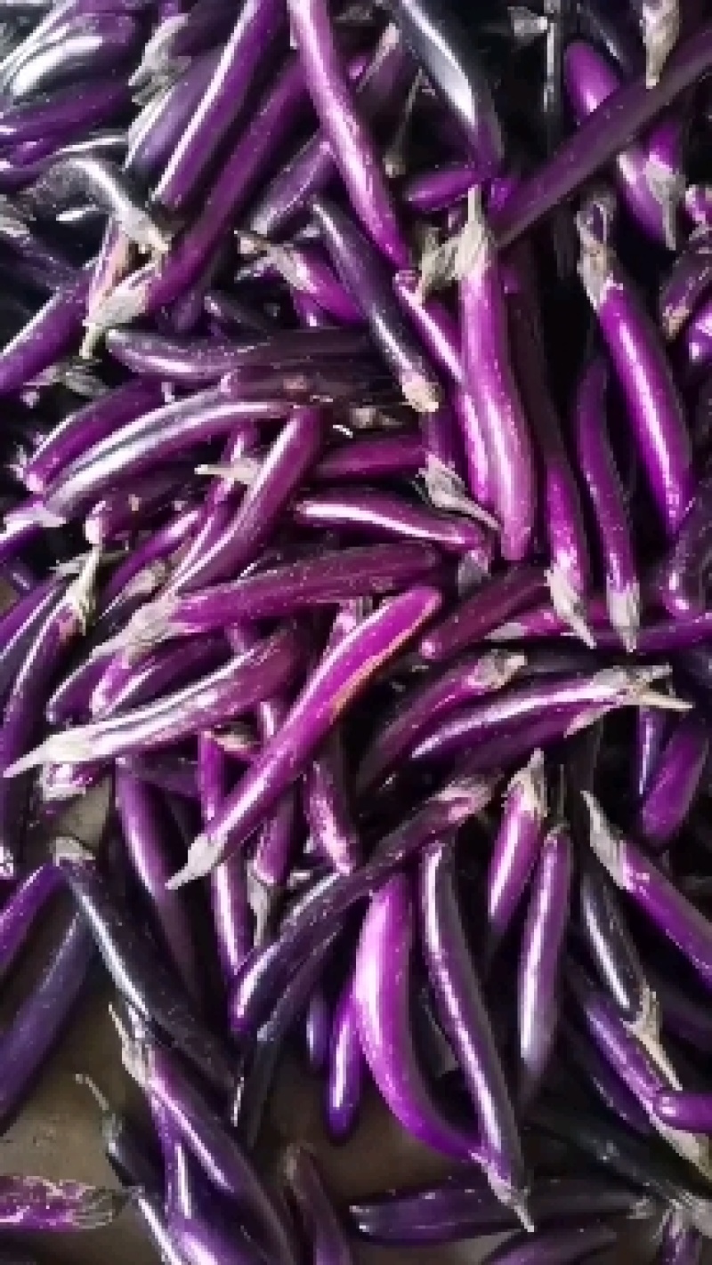 广东茄子大量上市电商食堂产地直发一手货源欢迎联系