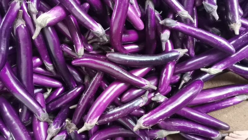 广东茄子大量上市电商食堂产地直发一手货源欢迎联系