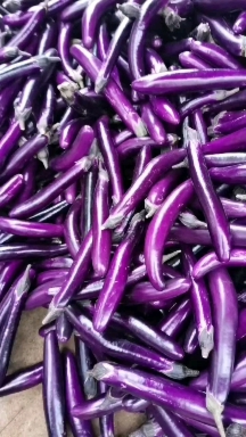 广东茄子大量上市电商食堂产地直发一手货源欢迎联系