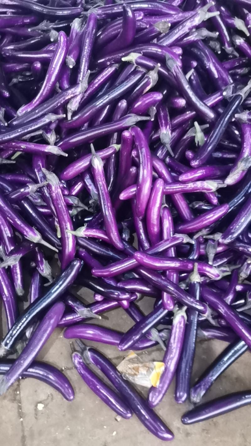 广东茄子大量上市电商食堂产地直发一手货源欢迎联系