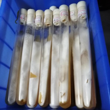 杏鲍菇母种，pDA培养基，18mmx180㎜试管母种！
