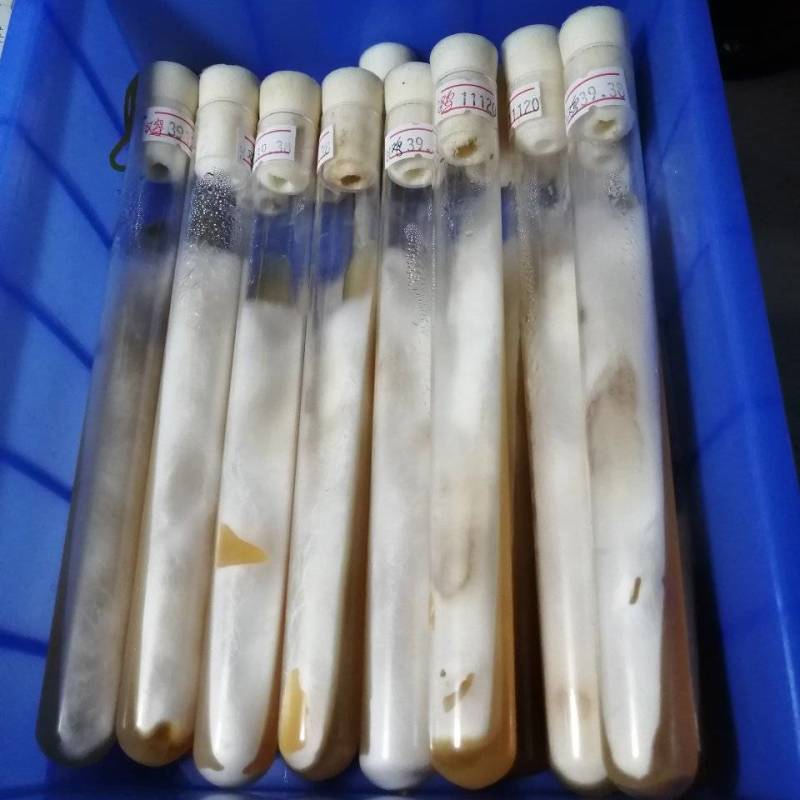 杏鲍菇母种，pDA培养基，18mmx180㎜试管母种！