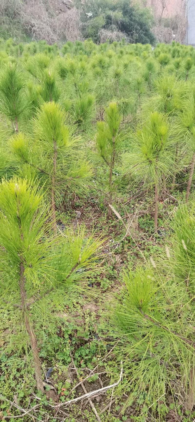 湿地松