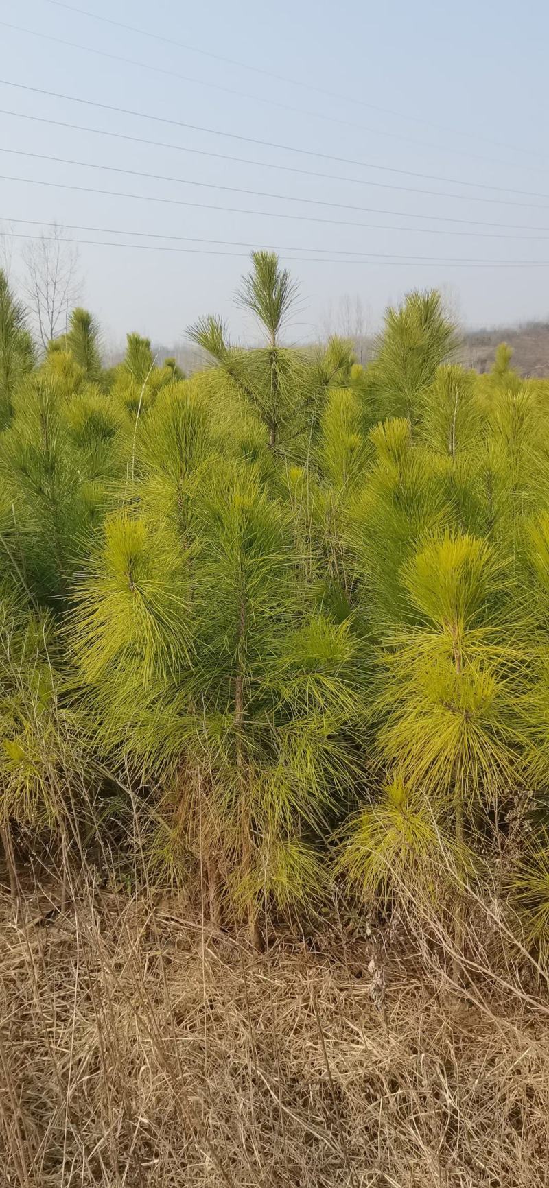 湿地松