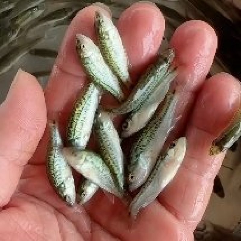 鲈鱼苗，训化加洲鲈鱼苗，大口黑鲈鱼苗，鲈鱼水花棕片