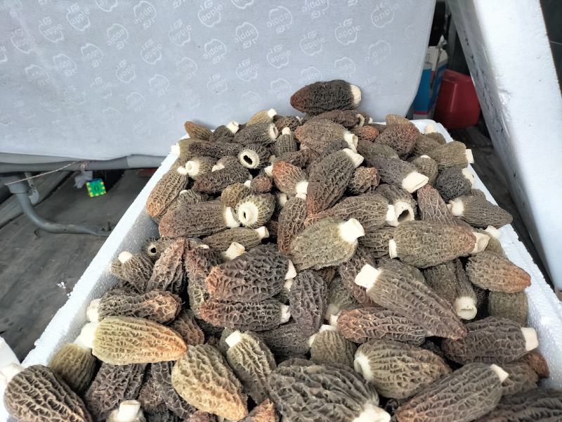 羊肚菌