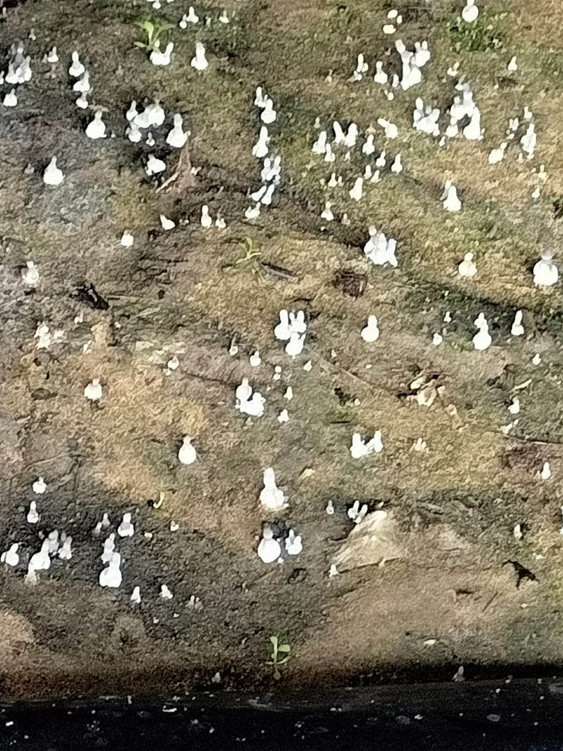羊肚菌