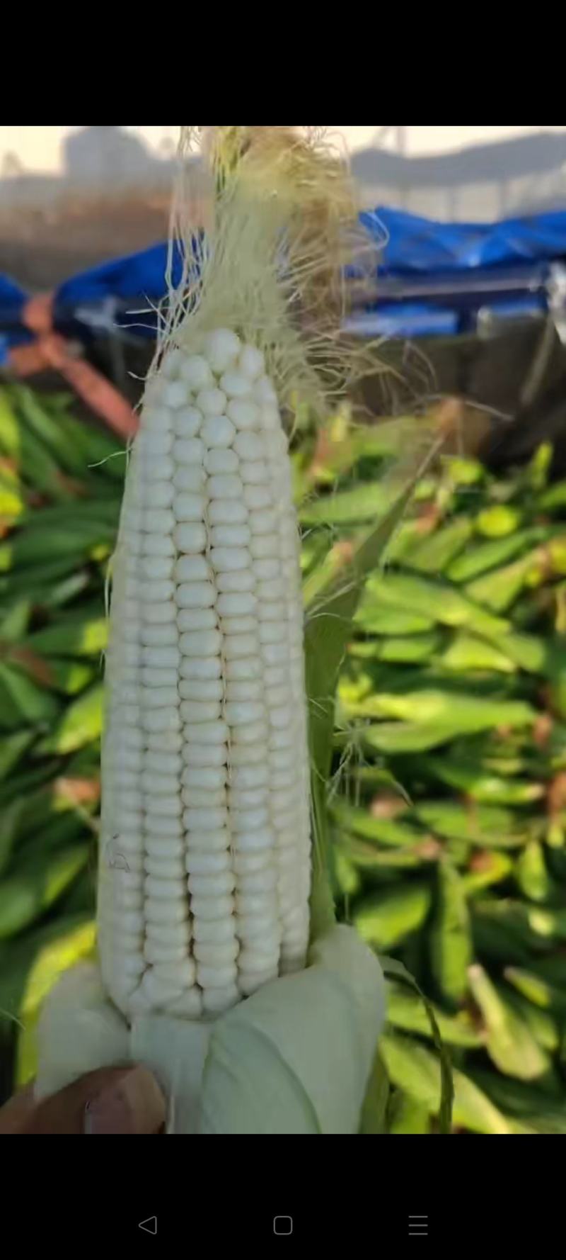 糯玉米大量上市