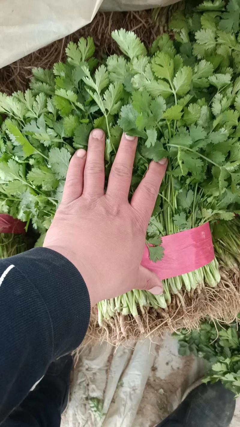 【香菜】聊城大叶香菜产地直发供应全国市场电商欢迎咨询