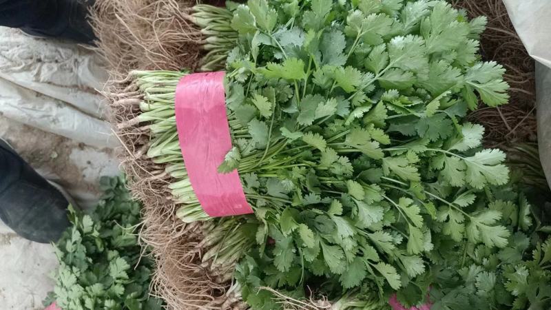 【香菜】聊城大叶香菜产地直发供应全国市场电商欢迎咨询