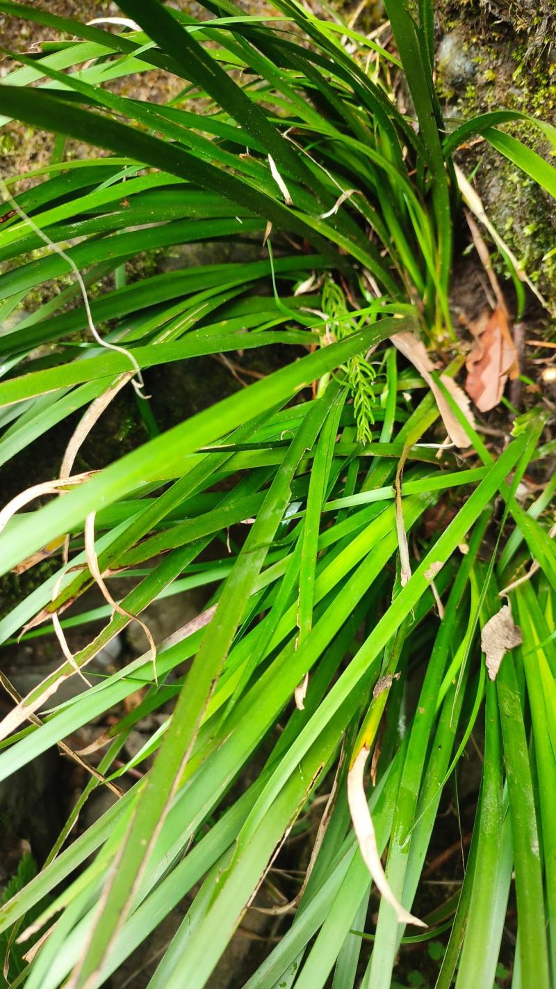 四川正宗石菖蒲种苗统货