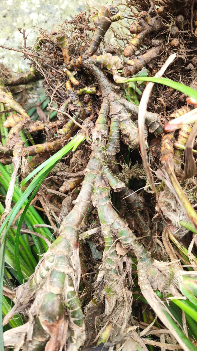 四川正宗石菖蒲种苗统货