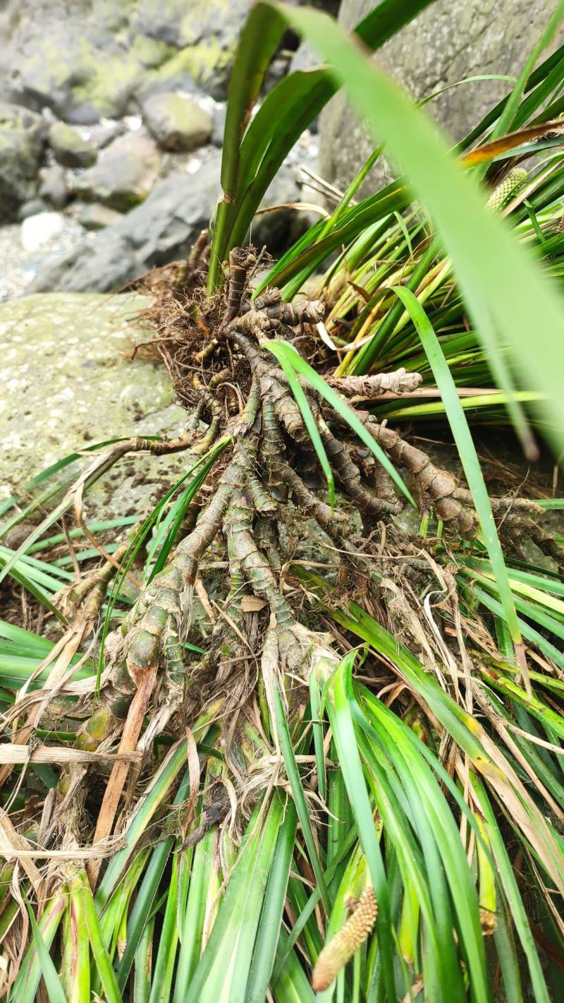 四川正宗石菖蒲种苗统货
