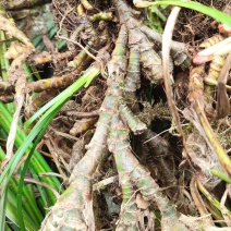 四川正宗石菖蒲种苗统货