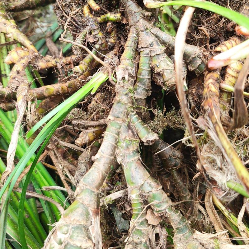 四川正宗石菖蒲种苗统货