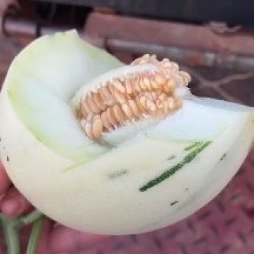 密露甜瓜
