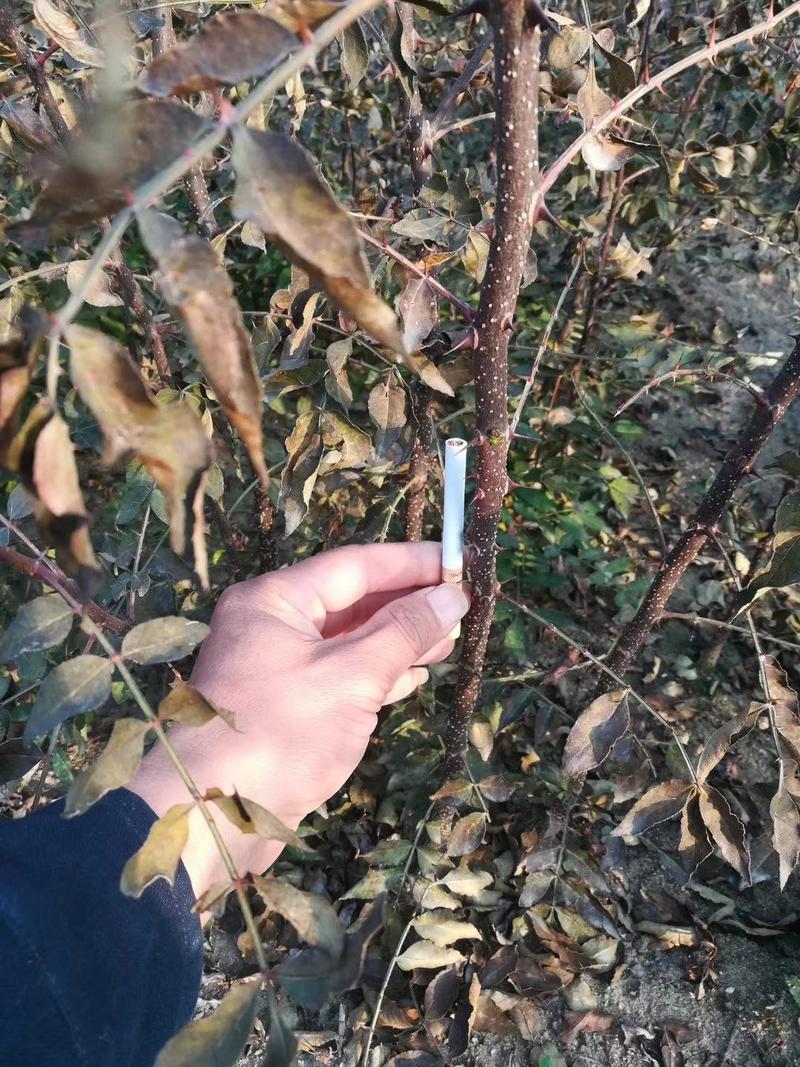 花椒苗大量批发花椒苗大红袍花椒现挖现发保湿邮寄