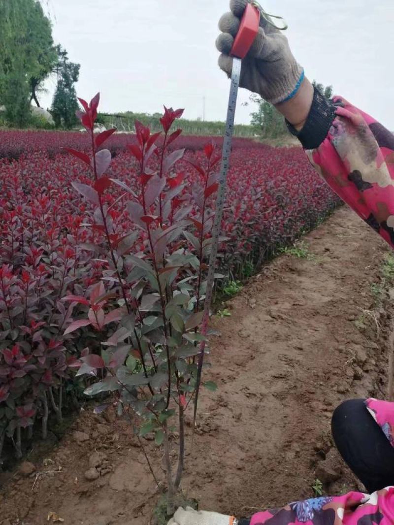 紫叶矮樱营养杯紫叶矮樱地苗紫叶矮樱