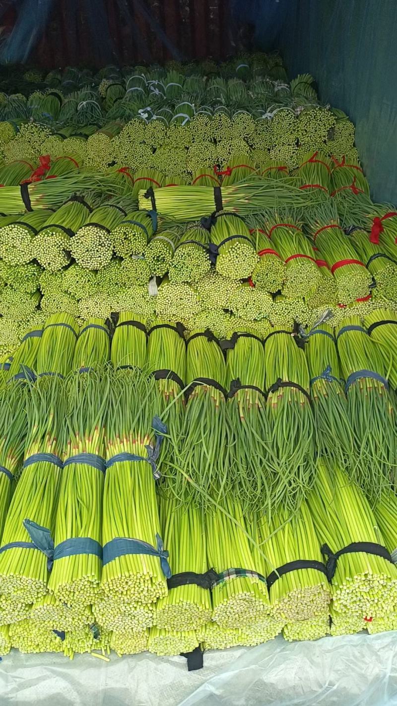 蒜苔鲜蒜苔精品红帽蒜薹电商蒜苔代存代储代加工