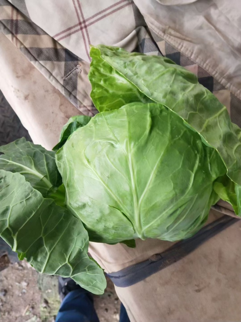 精品甘蓝