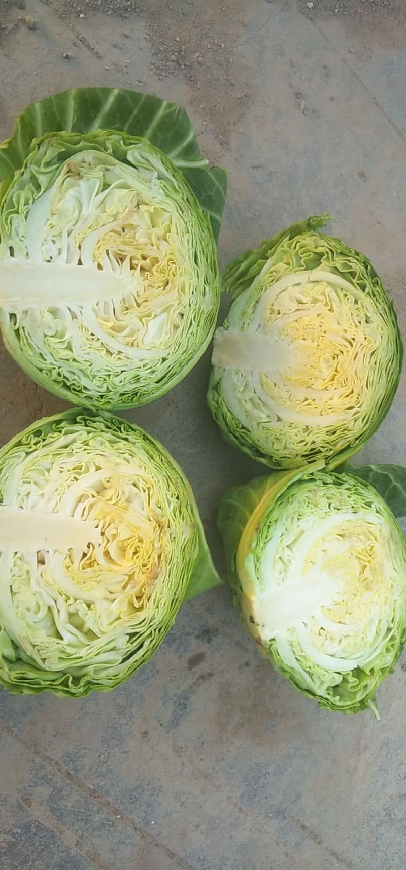 精品甘蓝