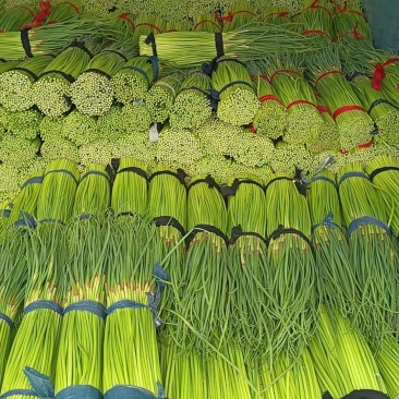 蒜苔鲜蒜苔精品红帽蒜薹电商蒜苔代存代储代加工