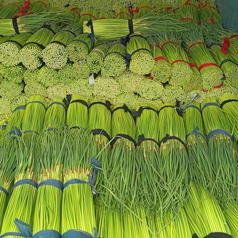 蒜苔鲜蒜苔精品红帽蒜薹电商蒜苔代存代储代加工