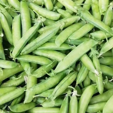 精品豌豆