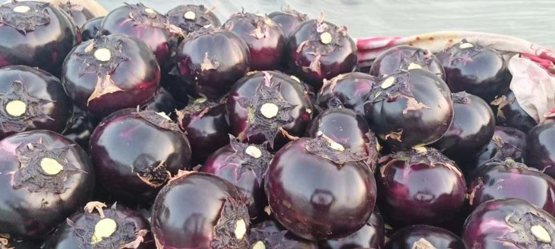 精品紫圆茄，优质本地紫圆茄，新货无任何毛病。