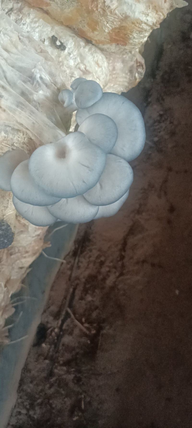 鲜平菇