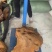 桑黄