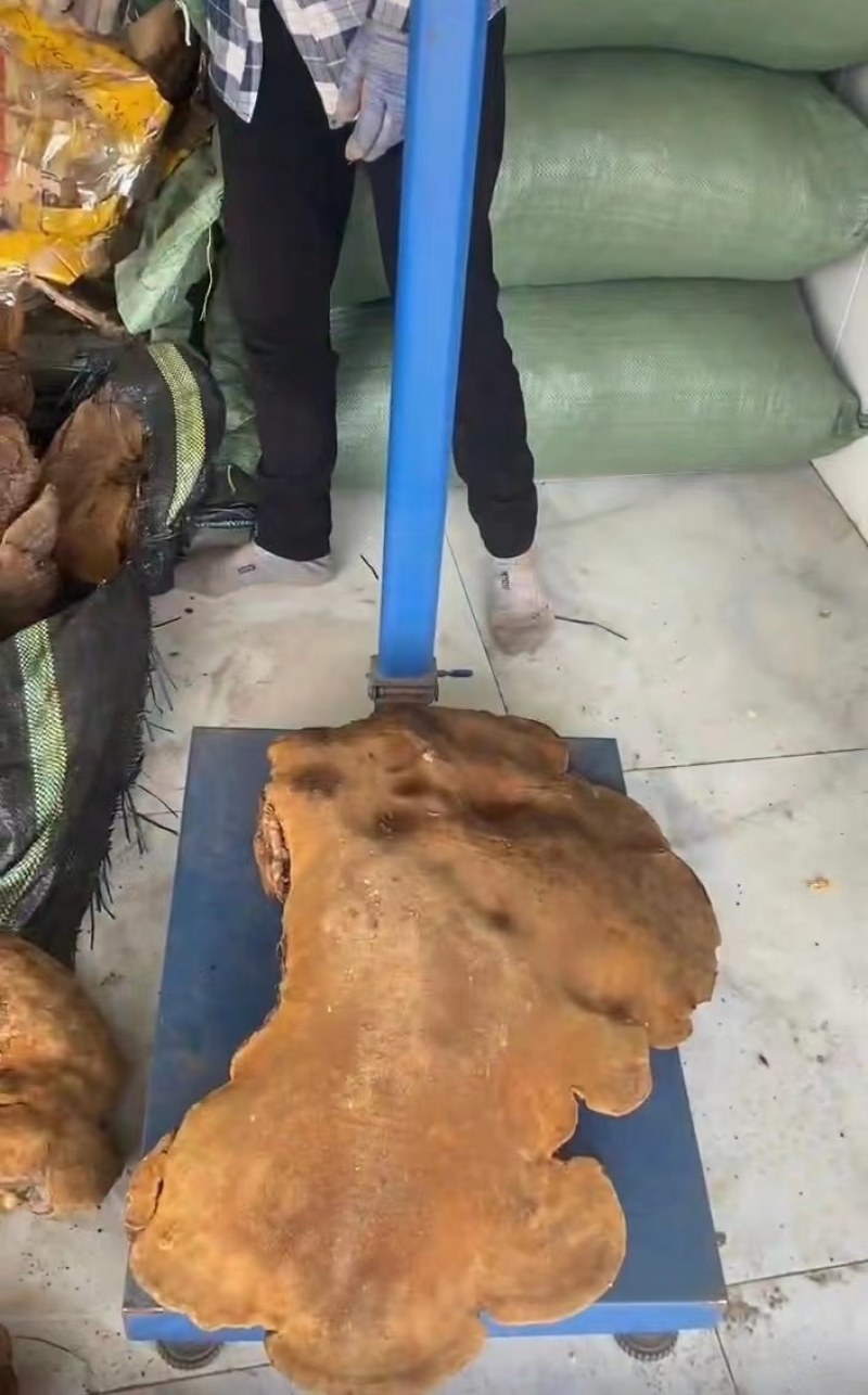 桑黄