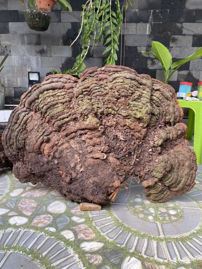 桑黄