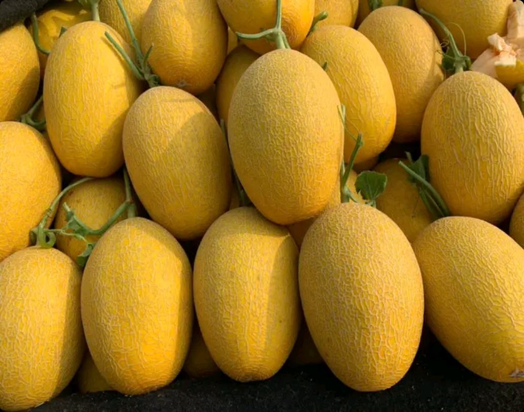 特小凤瓜整果展示图