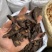 生地黄中药材怀生地中药生地片生地熟地焦作生地黄泡茶泡水