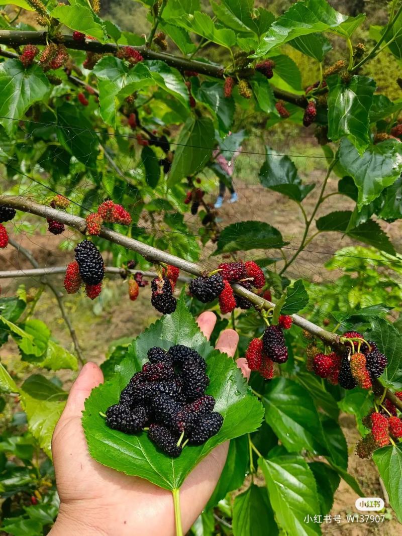 桑葚干新疆黑桑葚免洗无沙桑果黑桑椹干泡水泡茶店铺另售玫瑰