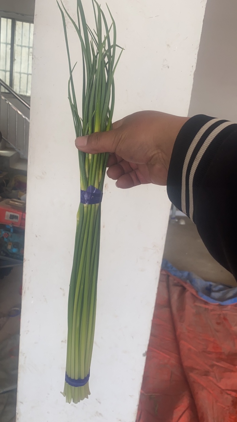 邳州白帽蒜台