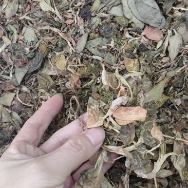 野生银线莲