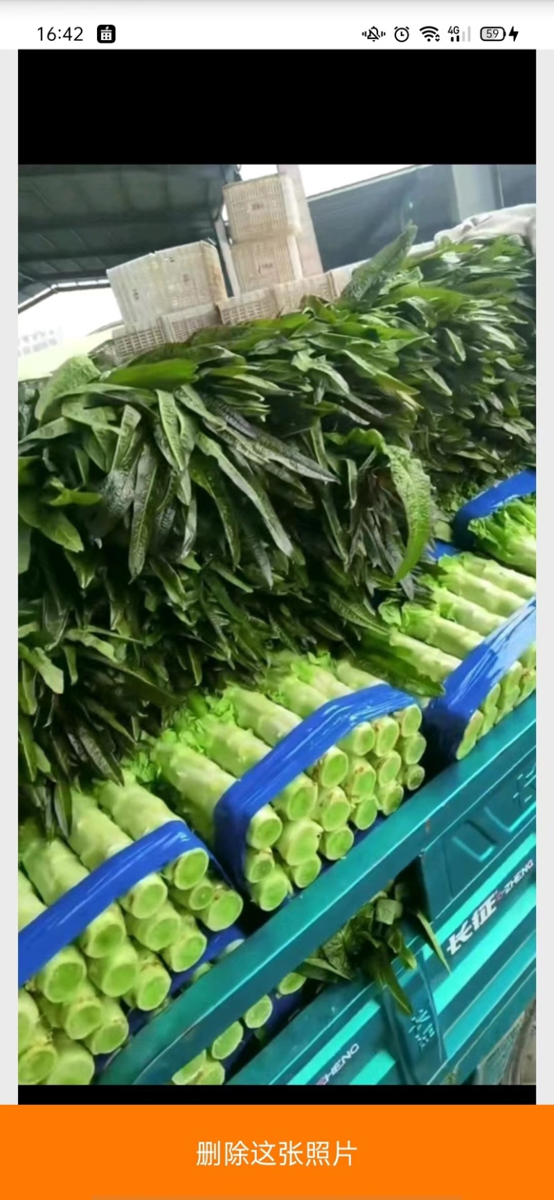 红叶香莴苣，不空心无病害，基地直供，一手货源