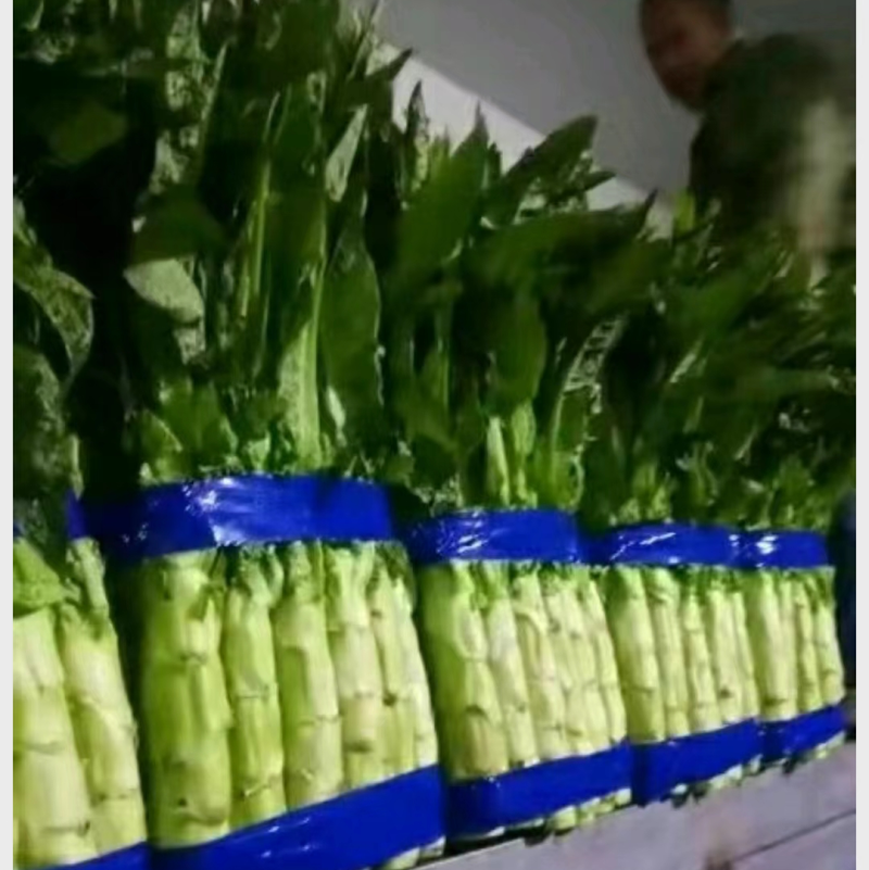 红叶香莴苣，不空心无病害，基地直供，一手货源