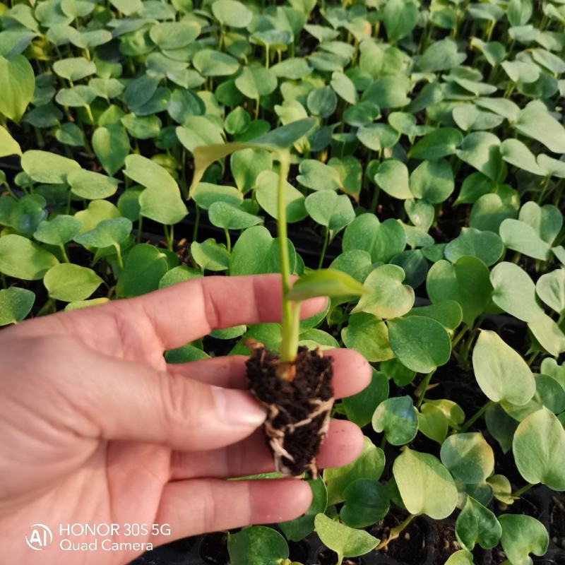 龟背竹筛苗广州发货，根系发达，欢迎大家来咨询来电！