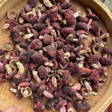 野生正红菇，小菇蕾