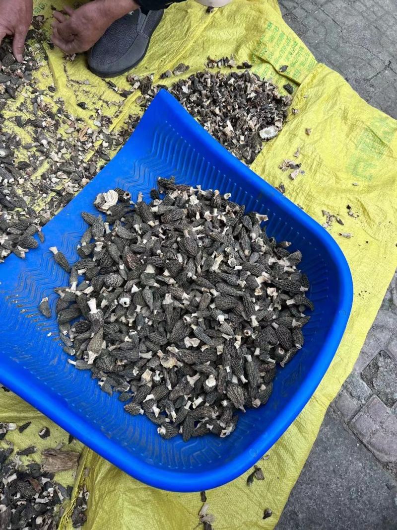 羊肚菌