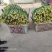 鲜花丝瓜