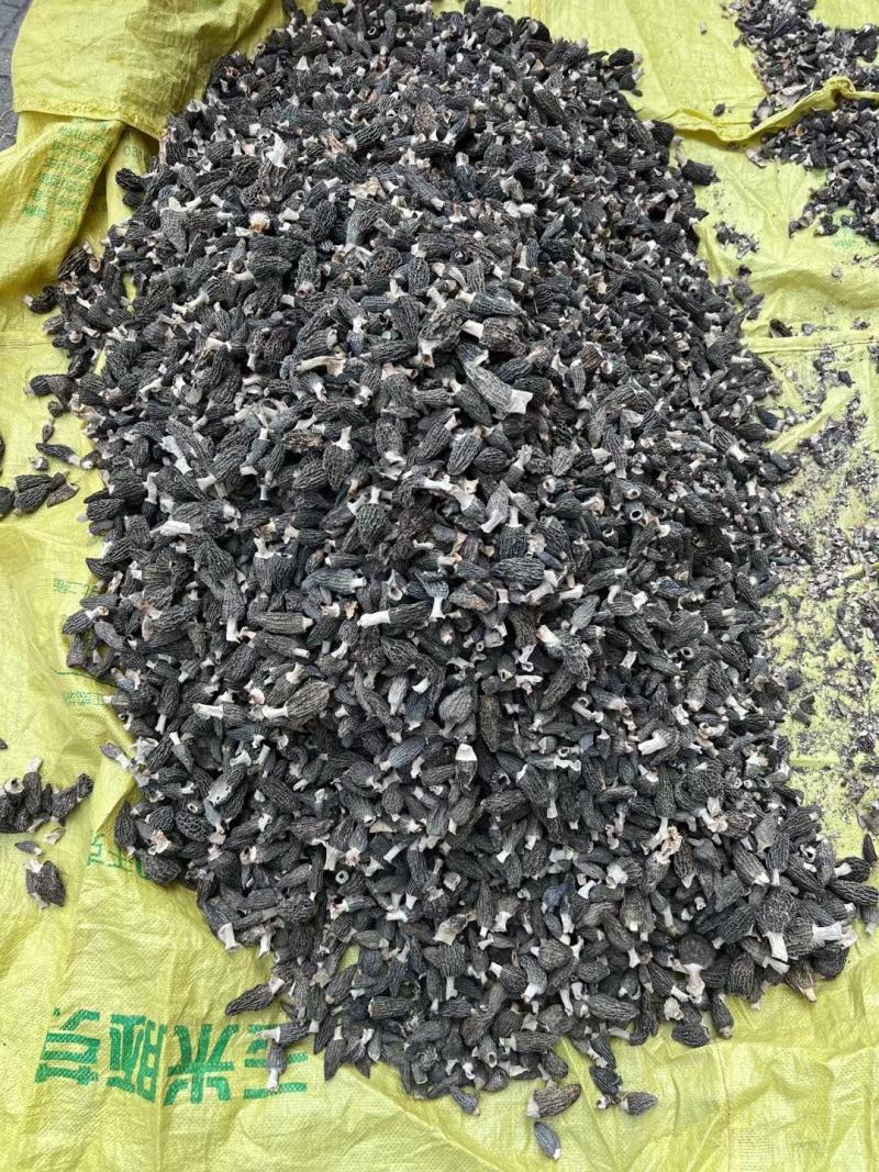 羊肚菌