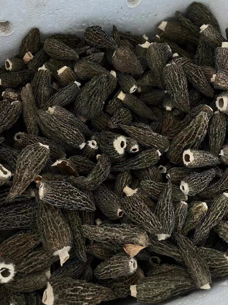 羊肚菌